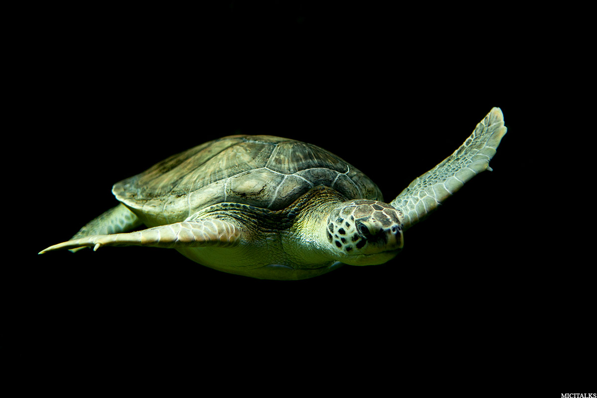 Ocearium du Croisic