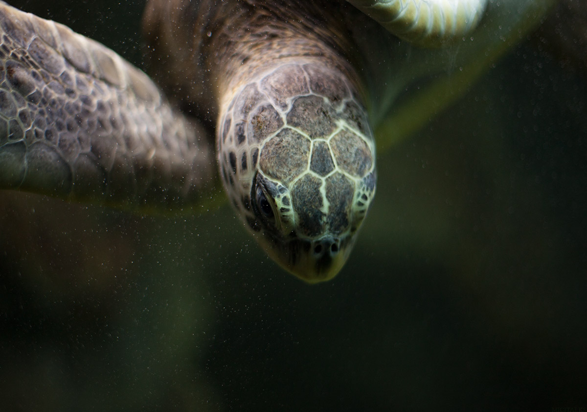 00007_Schildi_MG_0785