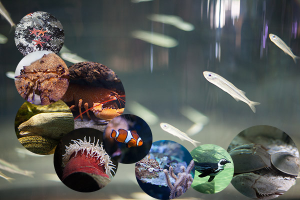Ocearium du Croisic 1