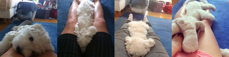 Liebe auf den ersten Wuff beine2 Liebe auf den ersten Wuff