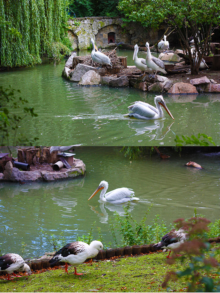 pelikan pelikan Shots aus dem Berliner Zoo