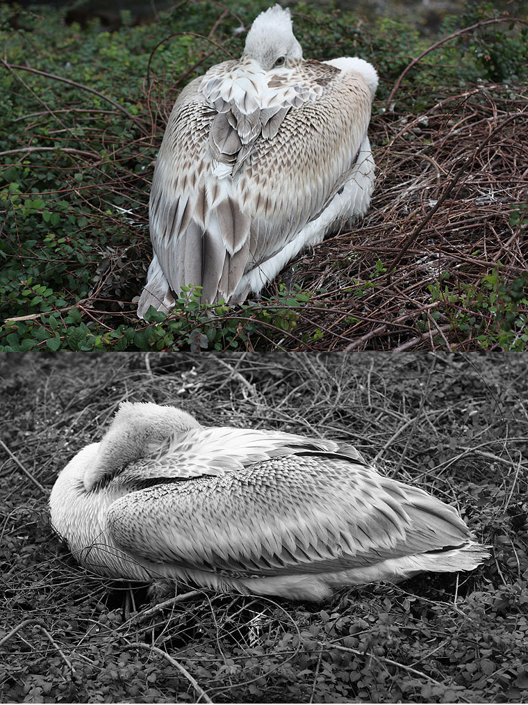 pelikan2 pelikan2 Shots aus dem Berliner Zoo