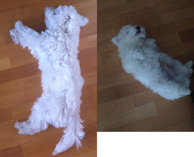 Liebe auf den ersten Wuff schlafen1 Liebe auf den ersten Wuff